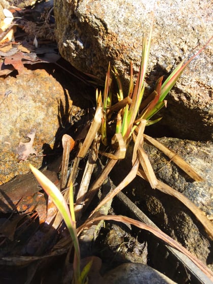 By time we start spring maintenance, we can see the beginnings of Mother Nature reawakening. Here we have iris beginning to emerge.
