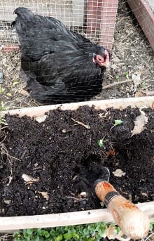 "Miss Lucy" knows that my trowel means a tasty treat will be coming.