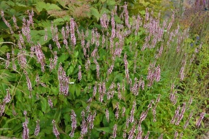 <i>Persicaria amplexicaulis</i> 'Rosea'; the species is reported by participants in the study as strongly spreading and reliably long-lived.