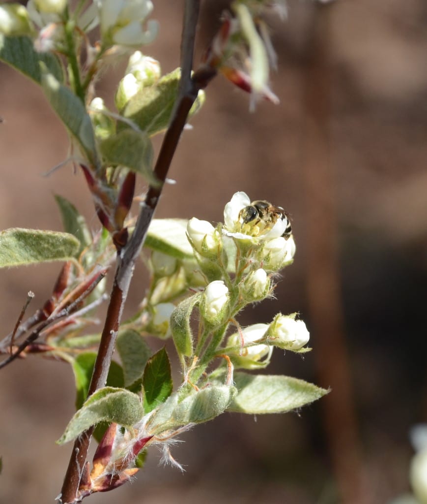 Pollinators were busy this spring, here on Amelancier alnifolia.