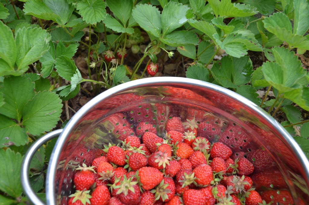 12 Strawberries Summer 2015 1
