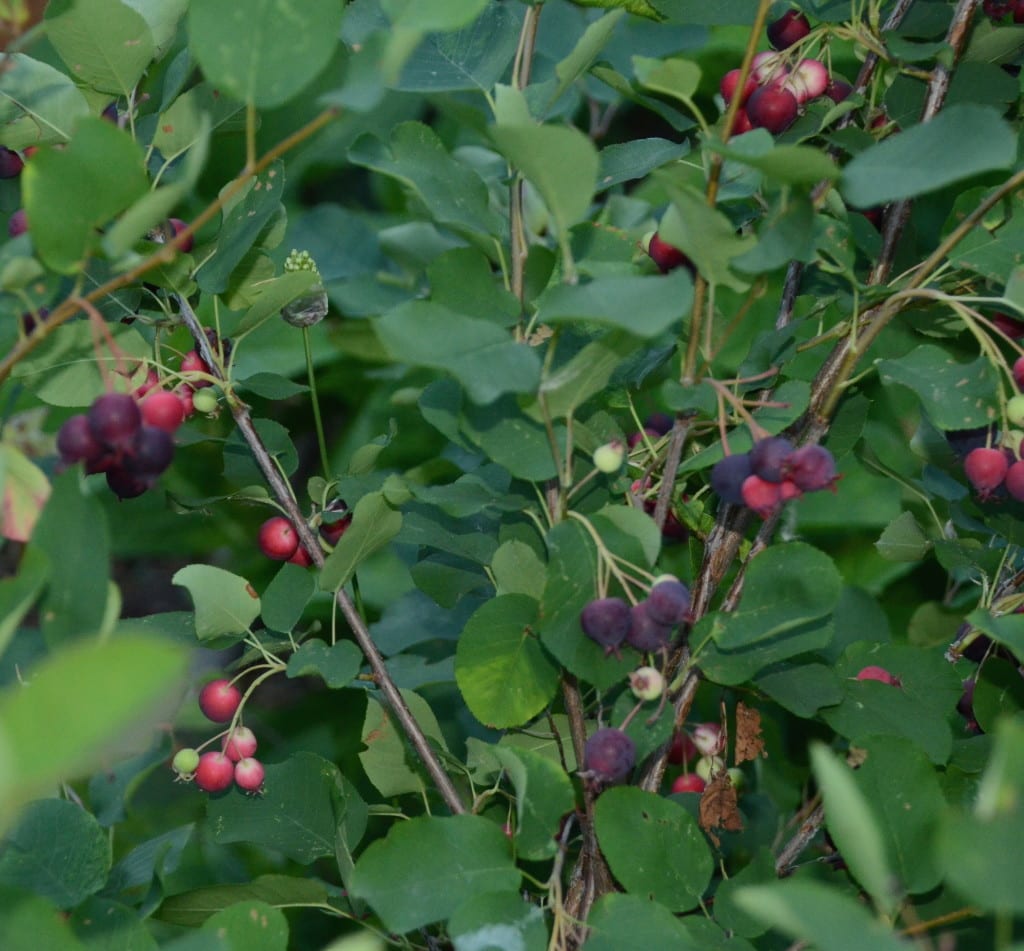 14 Fruit producing Amelanchier alnifolia summer 2015