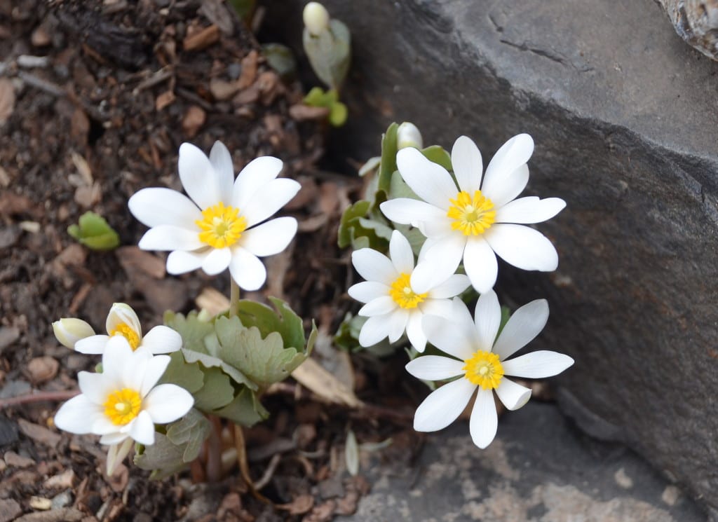 ...and Sanguinaria canadensis. Another harbinger of spring.