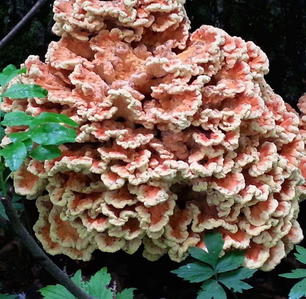 Chicken of the Woods, here on a red oak, is a great moisture indicator.