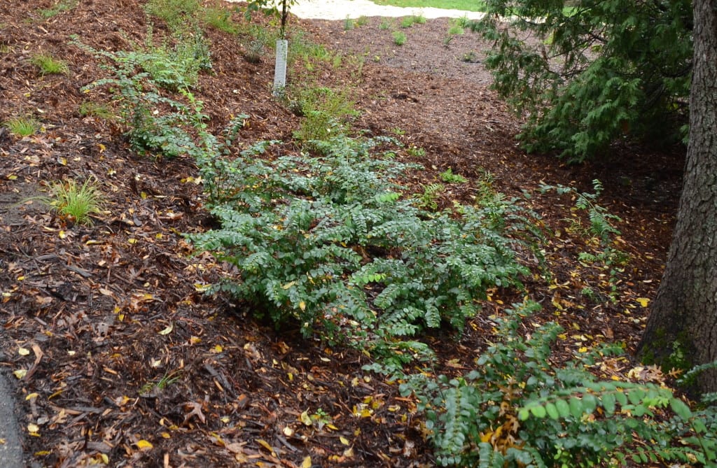 Symphoricarpos planted on a slope fared well with the spring rains and sent out many roots.
