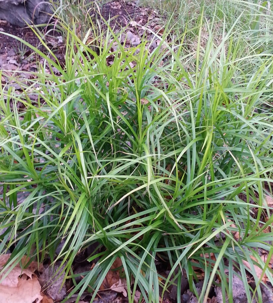 Carex mukgumensis planted this season.