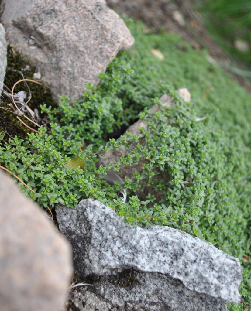 Creeping thyme grew out enough by September to soften the look of the rock wall. 