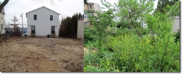 Backyard before and after 2