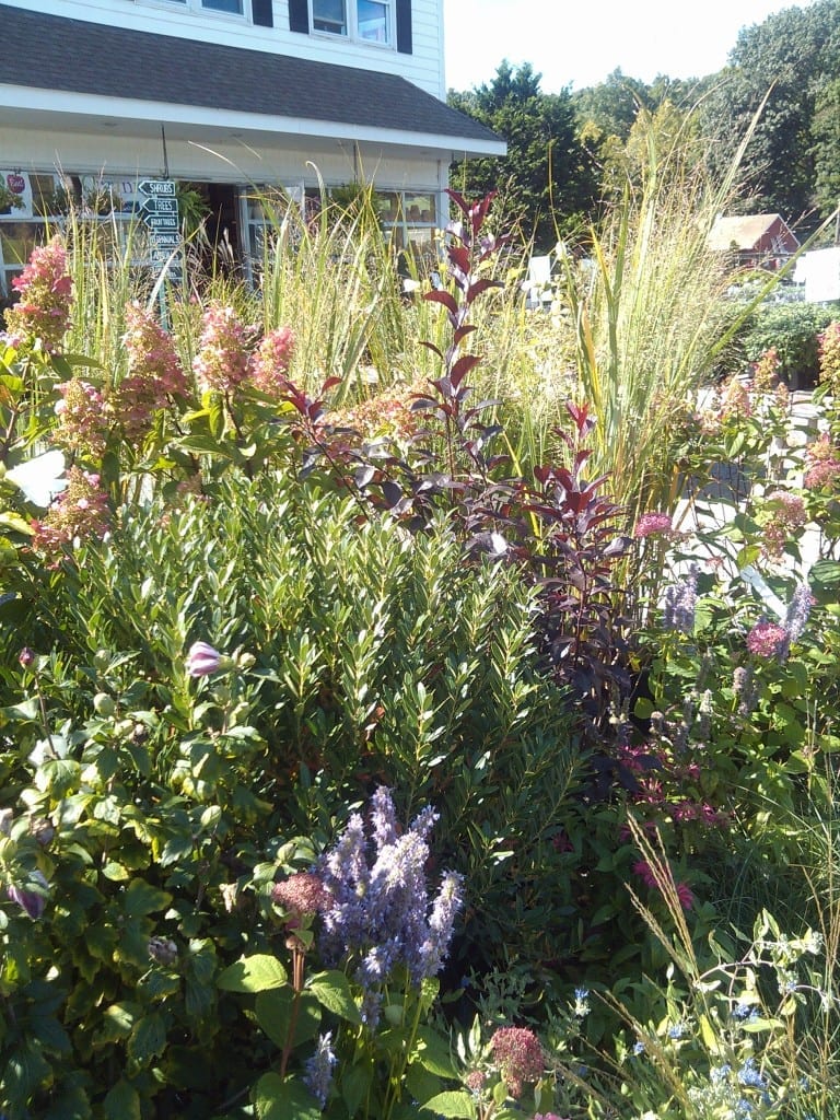 Mix of native and introduced species displayed in front of Bigelow Nurseries Garden Center. The display includes but not limited to Ilex glabra, Miscanthus s. ‘Gracillimus’, Hydrangea paniculata sp.