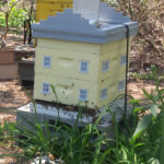 Bees Bring Education and Honey to the Park