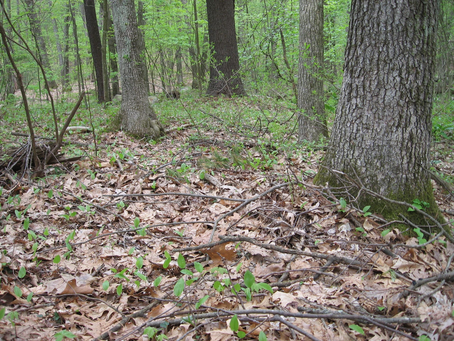 Image of Forest floor covered in forest fines mulch