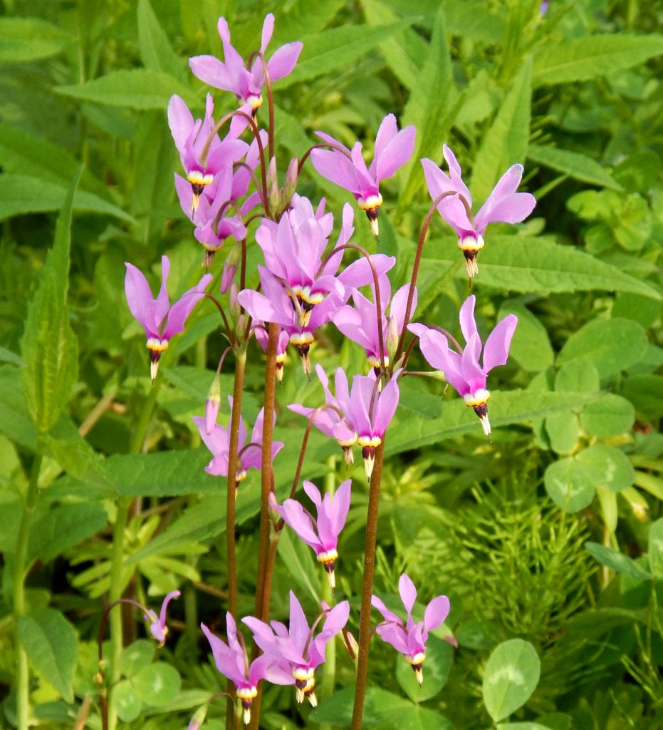 An early spring wildflower with pink star shaped flowers attractive to pollinators. 12" SUN, PART SHADE Germination Code: B