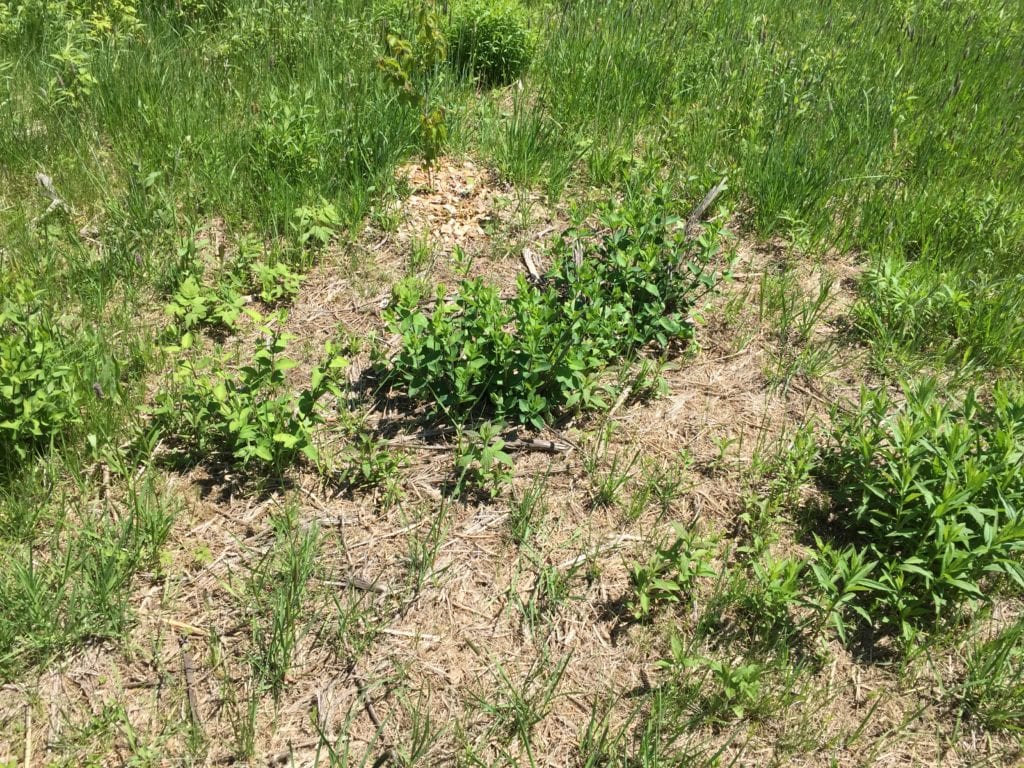 May 2015 - Where invasives shrubs were just shredded and not uprooted in September, there was considerably more resprouting. However shredding shatters the stumps, so there is less resprouting than if the stumps had been cleanly cut.