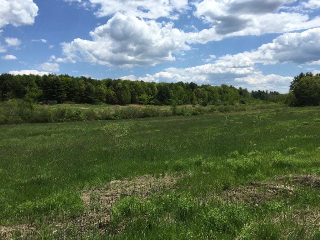 The same area six months later in May 2015. If you look carefully you can see the shrubs that were planted immediately after the site was cleared of invasive shrubs. The new plantings improve the habitat for New England cottontail rabbit and other wildlife.