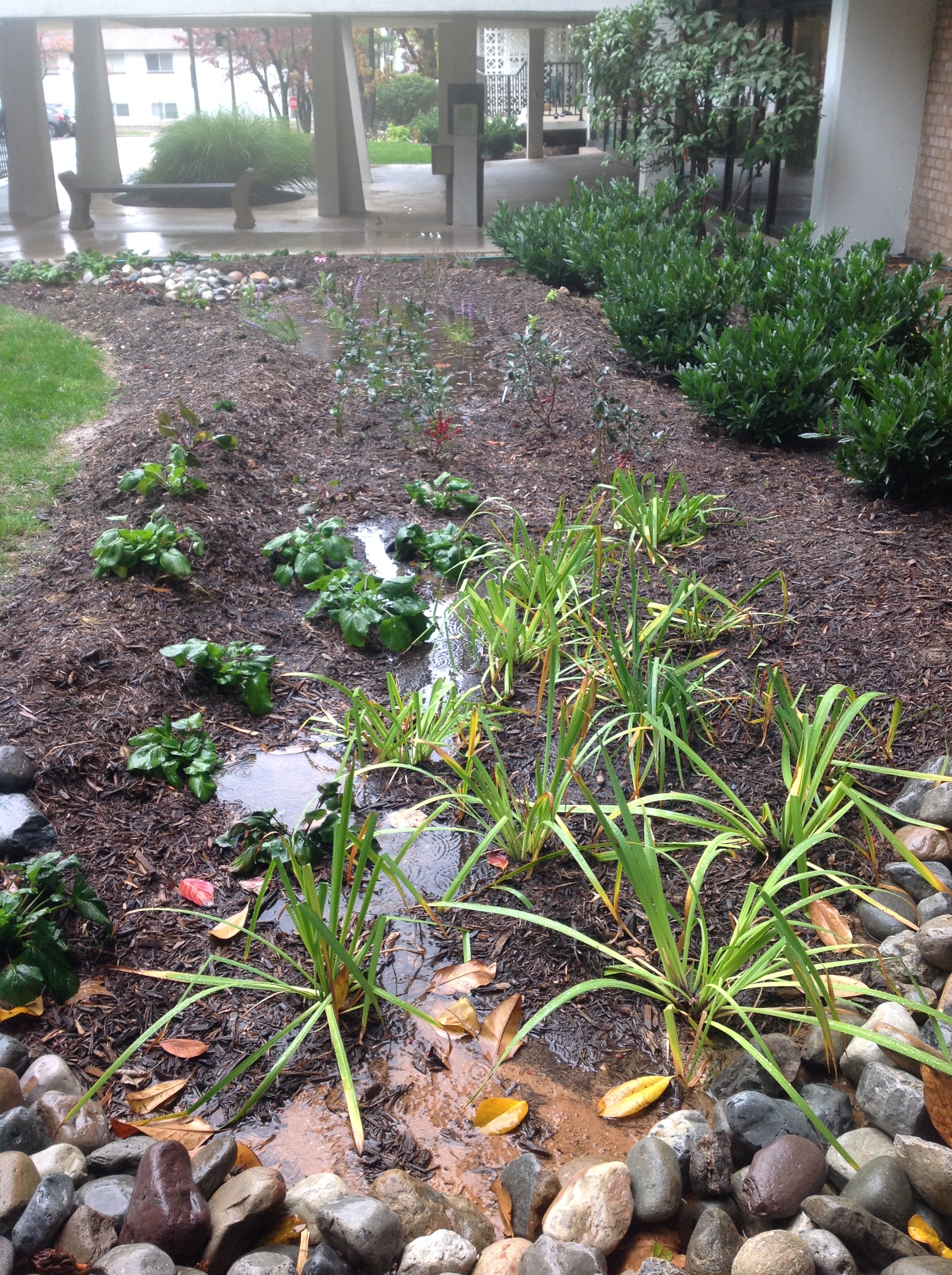 Waterford Rain Garden Right Side of Entrance