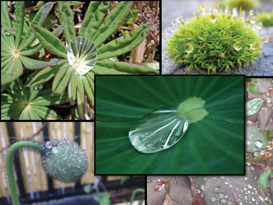 Rainwater for Gardens: Why Plants Love Rainwater Best - Ecological Landscape Alliance