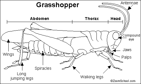 fig-1-ela-fact-sheet-12-grasshopper-model-body-plan-7395473_orig