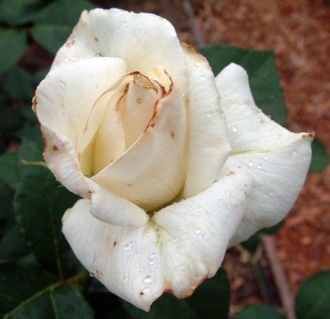 Figure 10. Thrips damage to rose petals.