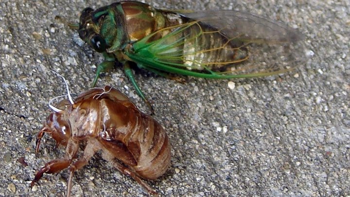 Figure 12. Cicada adult and nymph.