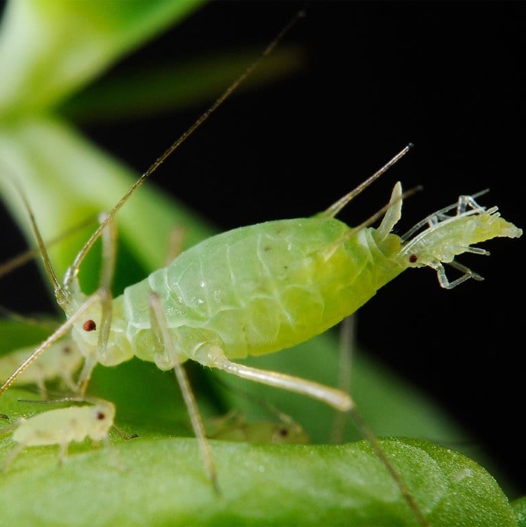 Figure 14. Aphid giving birth to live young.