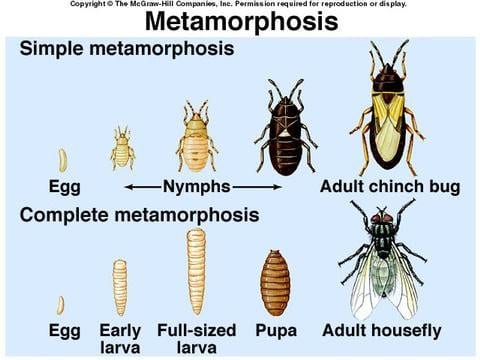 fig-2-ela-fact-sheet-12-insect-metamorphosis-0532-figure-2