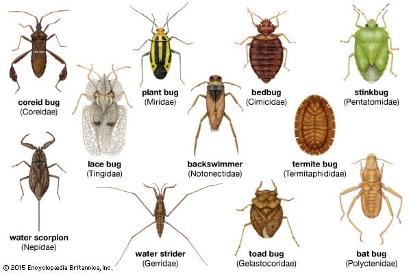 Bugs comuns de plantas de jardim