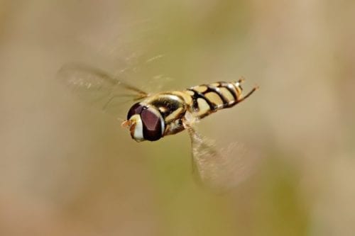 Fig-29.-ELA-Fact-Sheet-12-Adult-hover-fly-flying-Hoverfly_flying_midair-500x333.jpg