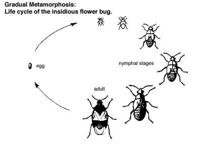 fig-3-ela%20fact%20sheet%2012%20incomplete%20meta%20flowerbug%20grad_meta_diag
