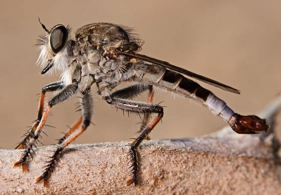 Figure 30. Robber fly.