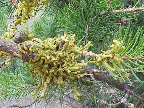 Figure 41. Redheaded pine sawfly on 