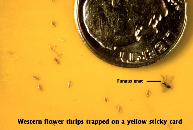Figure 6. Thrips are tiny insects. 