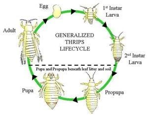 Figure 7. Thrip life cycle.