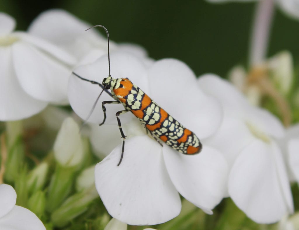 The larvae of the Ailanthus webworm moth, native to Central and South American, feed on and create webs in Ailanthus altissima.