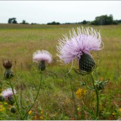 Thistles occur in an extraordinary range of habitats