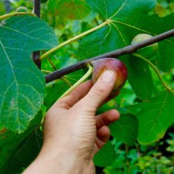 Fig Harvest scaled