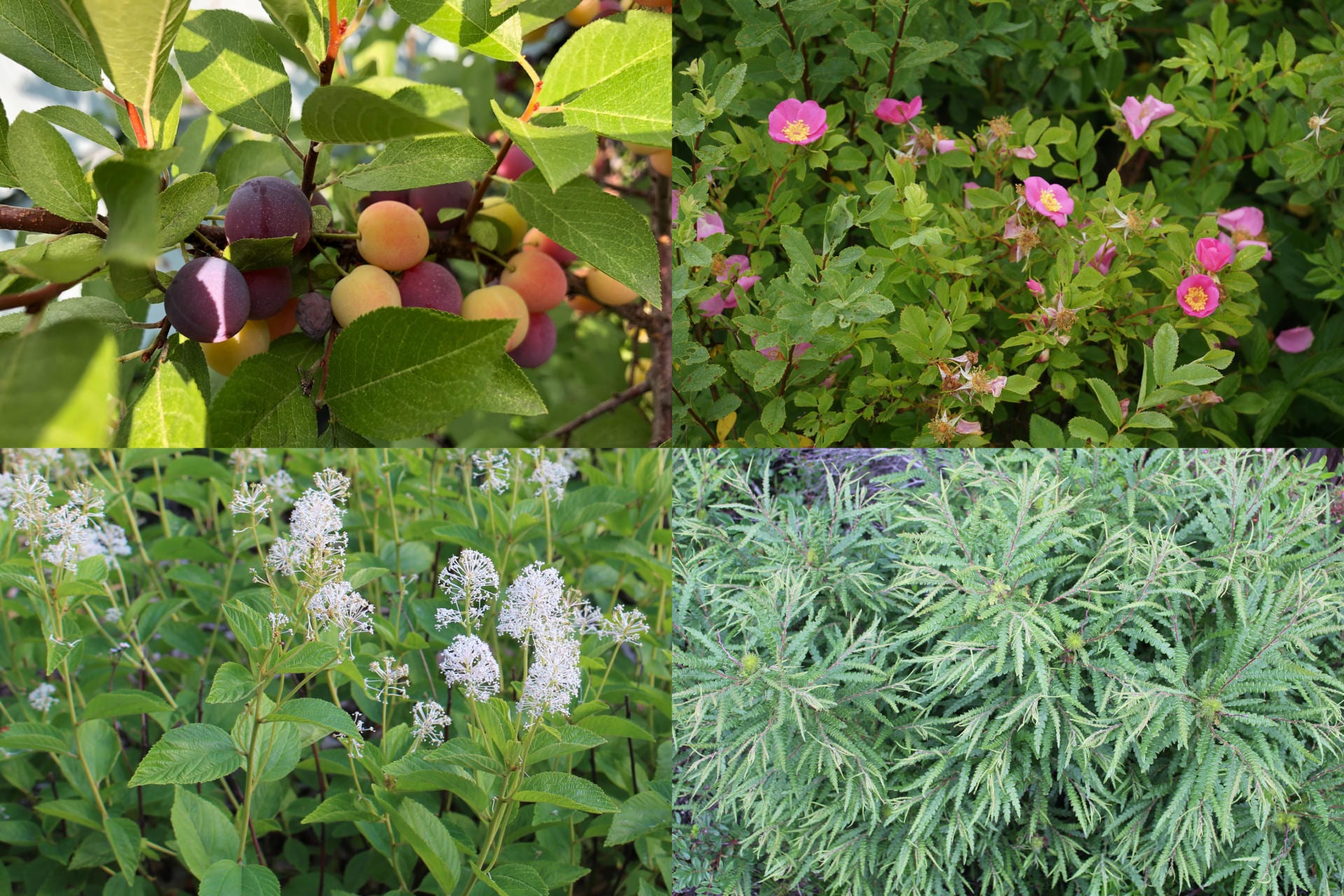 2-3ft just Choose The Size of Plants You are After and The Number of 25 Plant Packs You Need! Our Best Value Mixed Native Hedgerow Bare Root Plant Hedge Scheme
