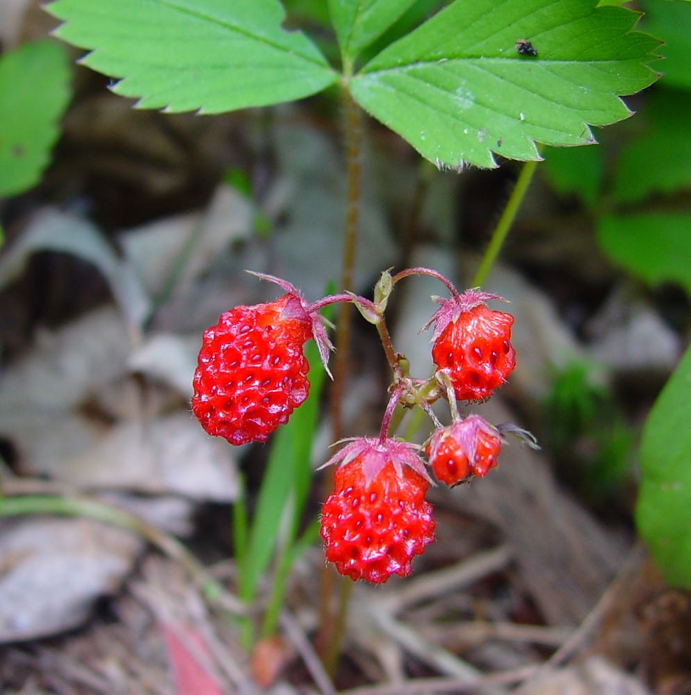 Remarkable Berries to Grow in Vermont