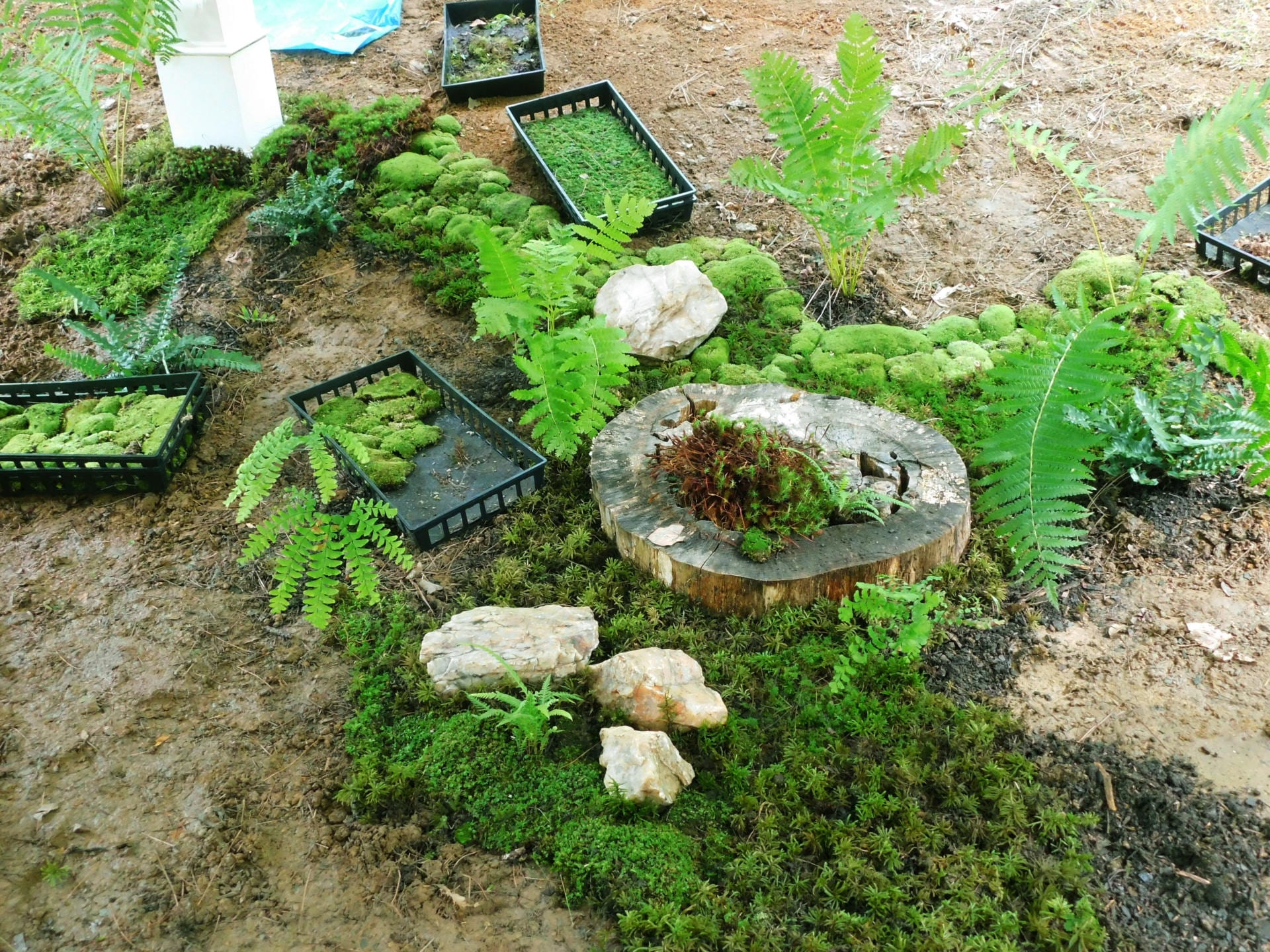 How to Grow a Moss Lawn – RainPoint Irrigation