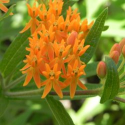 Aesclepias - Butterfly Weed