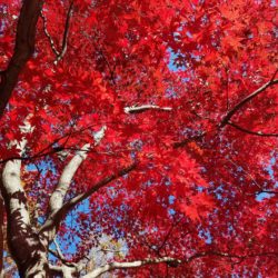 Japanese Maple Tree 2