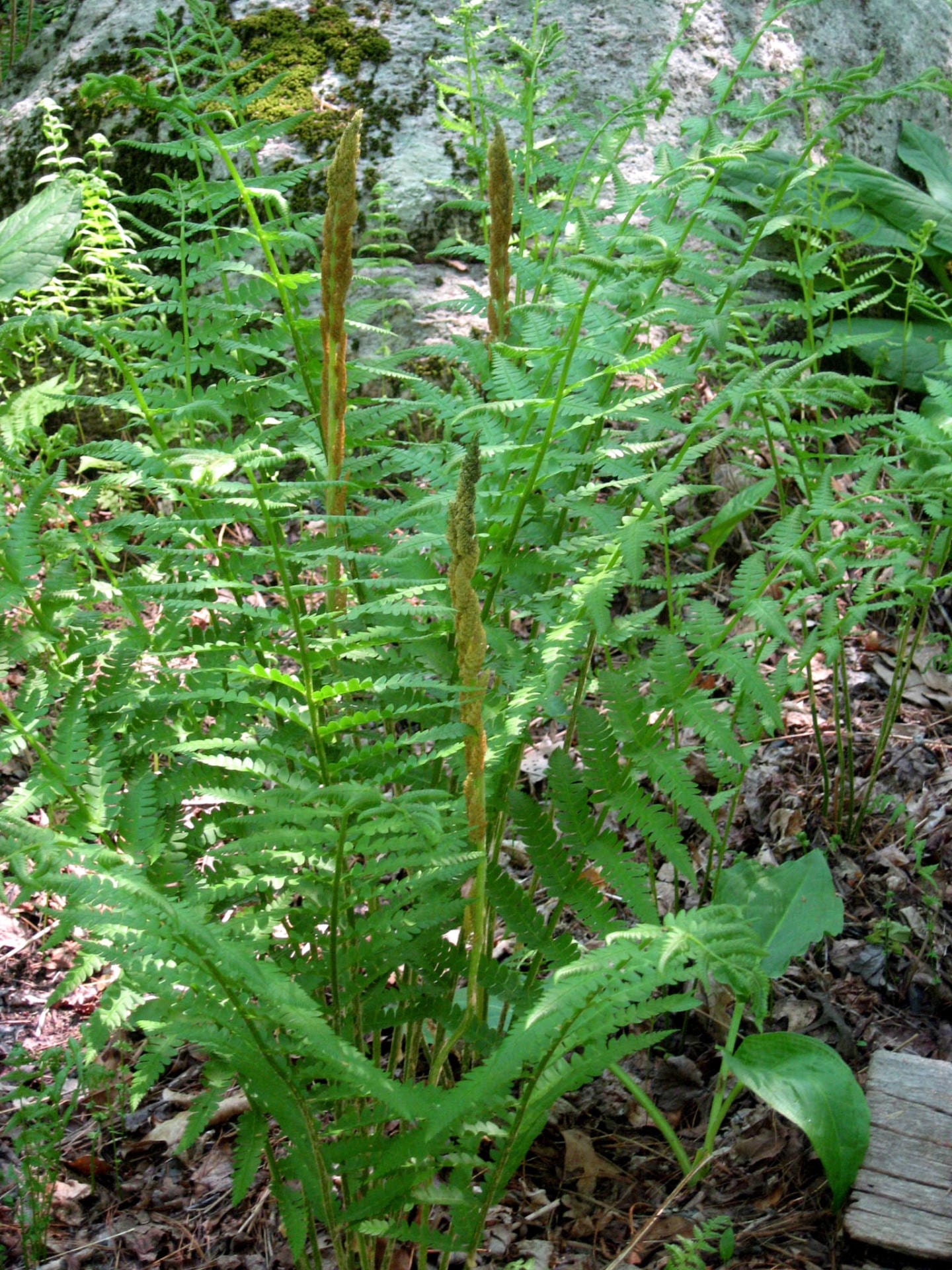 Add Mystery With Ferns Ecological Landscape Alliance
