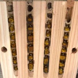 Nesting tubes of a man-made ‘bee hotel’ opened to expose individual egg cells, divided by mud walls. Image by Susanna Lamboley  