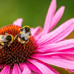 Echinacea with Bees
