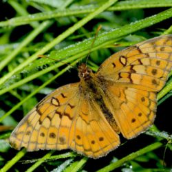 The variegated fritillary (Euptoieta claudia) may be found throughout the United States (except for the Pacific Northwest) and in a variety of open sunny habitats, including meadows, prairies, and roadsides. It can have as many as four generations in a year. (Photograph © Bryan E. Reynolds.)
