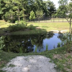 The completed bioretention system at Wellesley’s Hunnewell Fields naturally and effectively captures stormwater runoff.