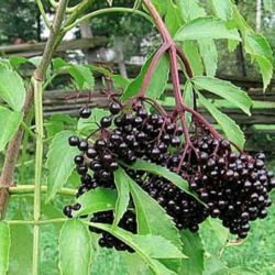 Elderberry (Sambucus canadensis) is a native shrub with fruit that feeds many types of wildlife. It is also a host plant for several species of insect larvae that form the foundation of the food web for many of our North American songbirds. 
