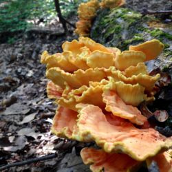 Chicken of the Woods on an oak log. © Anna Fialkoff.
