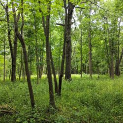 Harms Woods is a restored woodland in Glenview, IL.
