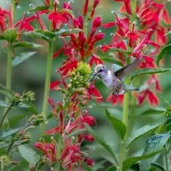 Intro Hummingbird - 10 of 21