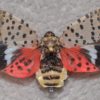 Adult spotted lanternfly with wings spread open. ( Photo Courtesy of Gregory Hoover.)
